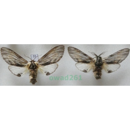 Harpyia milhauseri (Fabricius, 1775) pair Czech55